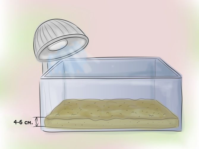 How to plant plants in an aquarium