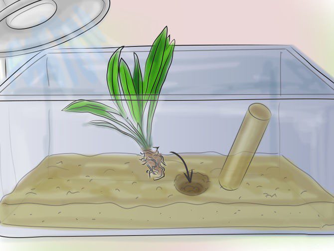 How to plant plants in an aquarium