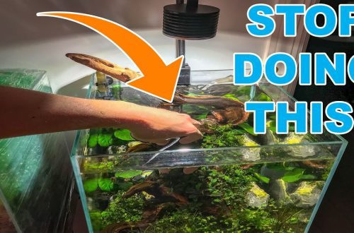 How to plant plants in an aquarium