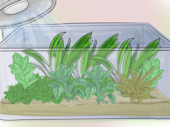 How to plant plants in an aquarium