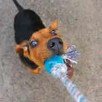How to play tie with your dog: 7 rules