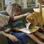 How to play with a cat?