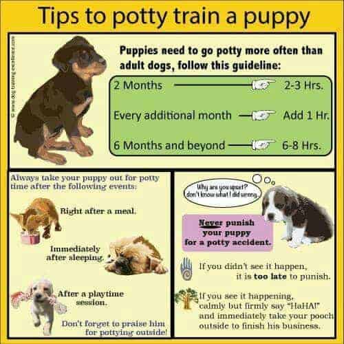 How to potty train a puppy?