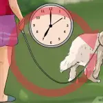 How to potty train a shelter dog?