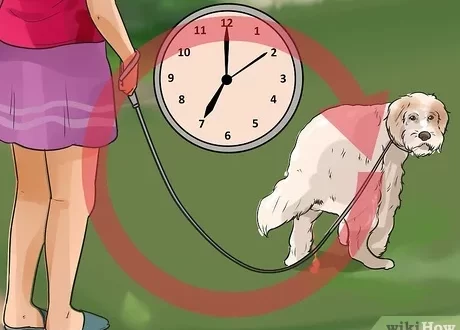 How to potty train a shelter dog?