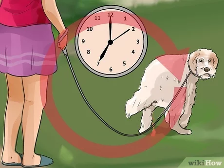 How to potty train a shelter dog?