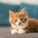How to prepare a cat for life in the country?