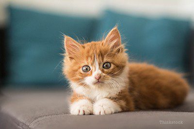 How to prepare a cat for life in the country?