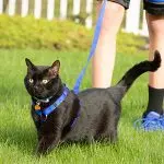 How to prepare a cat for walks on the street?