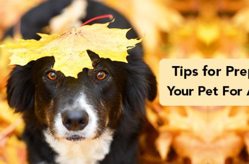 How to prepare a dog for autumn and winter?
