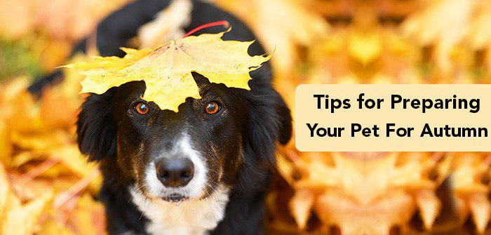 How to prepare a dog for autumn and winter?