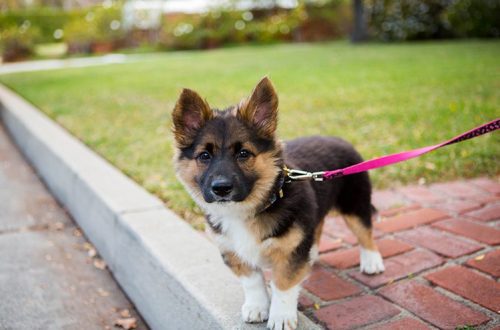 How to prepare for the first walk with a puppy?