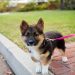 How to teach a puppy the &#8220;No&#8221; and &#8220;Fu&#8221; commands?