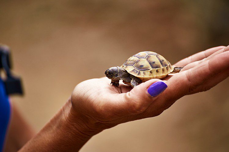 How to prepare for the purchase of a land tortoise?
