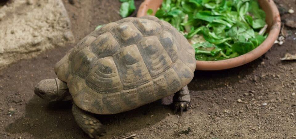 How to prepare for the purchase of a land tortoise?