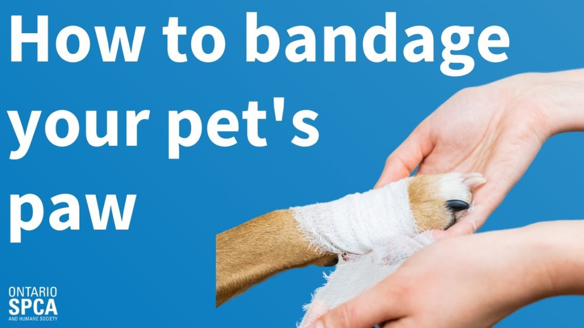 How to properly bandage your pet?