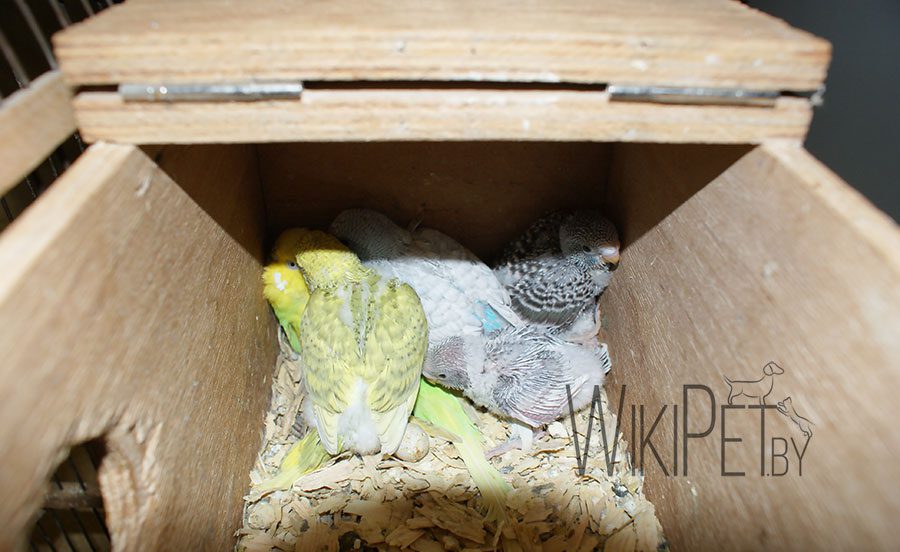 How to properly breed budgerigars