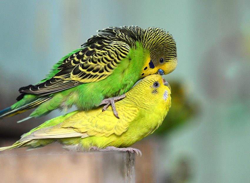 How to properly breed budgerigars