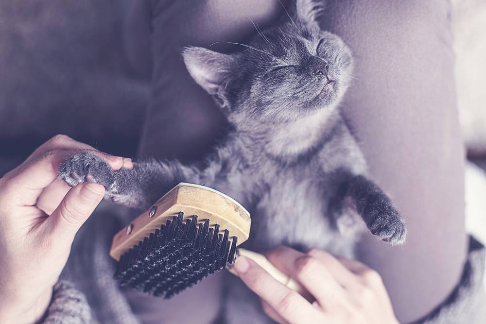 How to properly brush a cat?