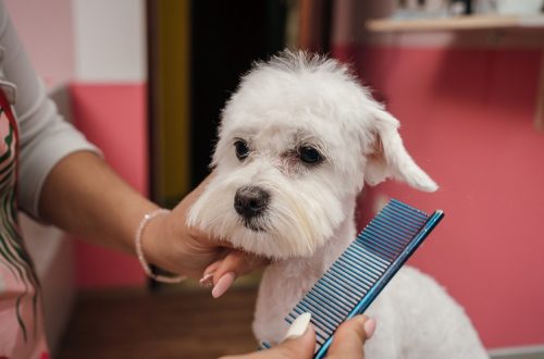 How to properly brush a dog?