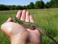 How to properly care for a clutch of lizards?