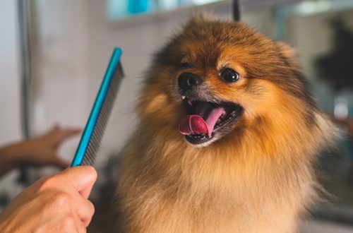 How to properly care for the coat of a Spitz?