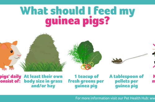 How to properly feed a guinea pig