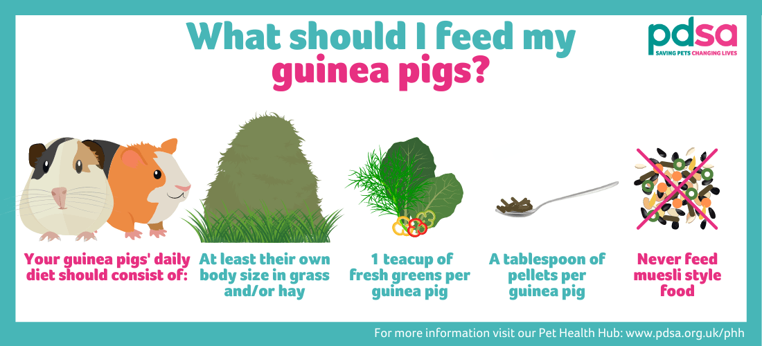 How to properly feed a guinea pig