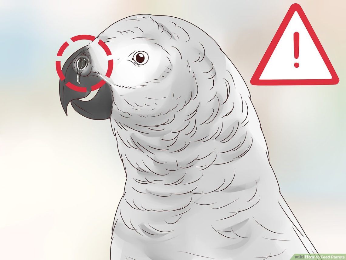 How to properly feed parrots