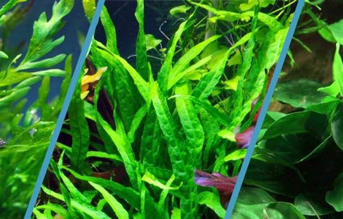 How to properly plant plants in an aquarium