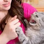 How to properly punish a cat?