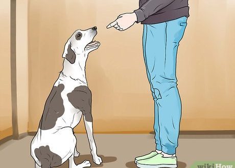 How to properly punish a dog?