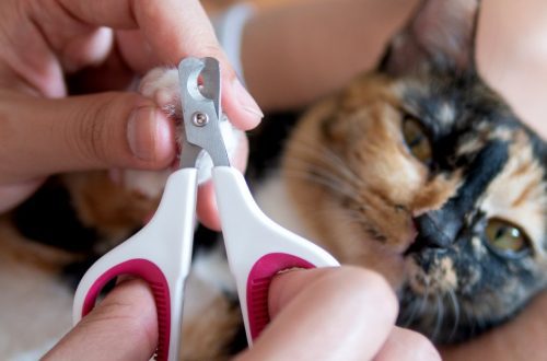 How to properly trim a cat&#8217;s claws?
