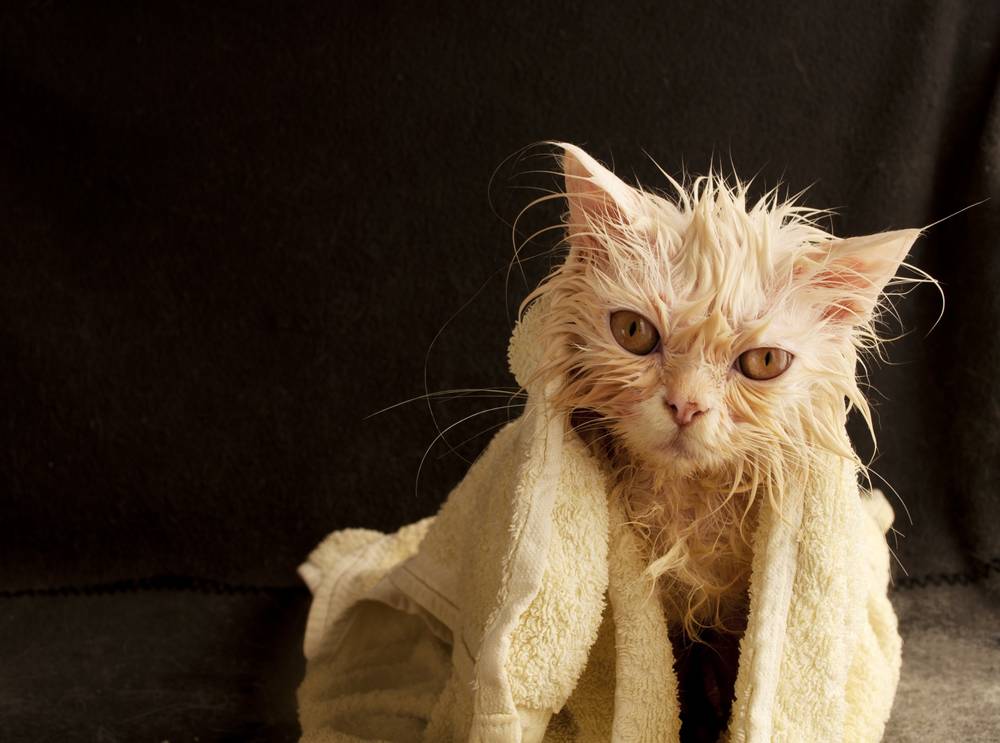 How to properly wash a cat?