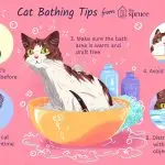 How to properly wash a cat?