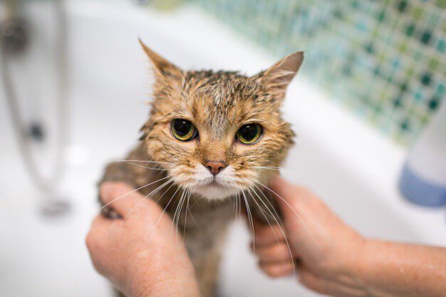 How to properly wash a cat. Rules and life hacks