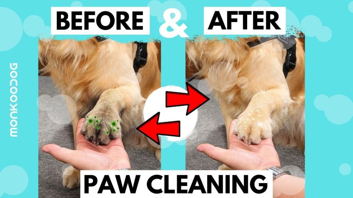 How to properly wash a dog&#8217;s paws?
