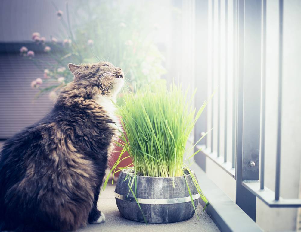 How to protect indoor plants from a cat?