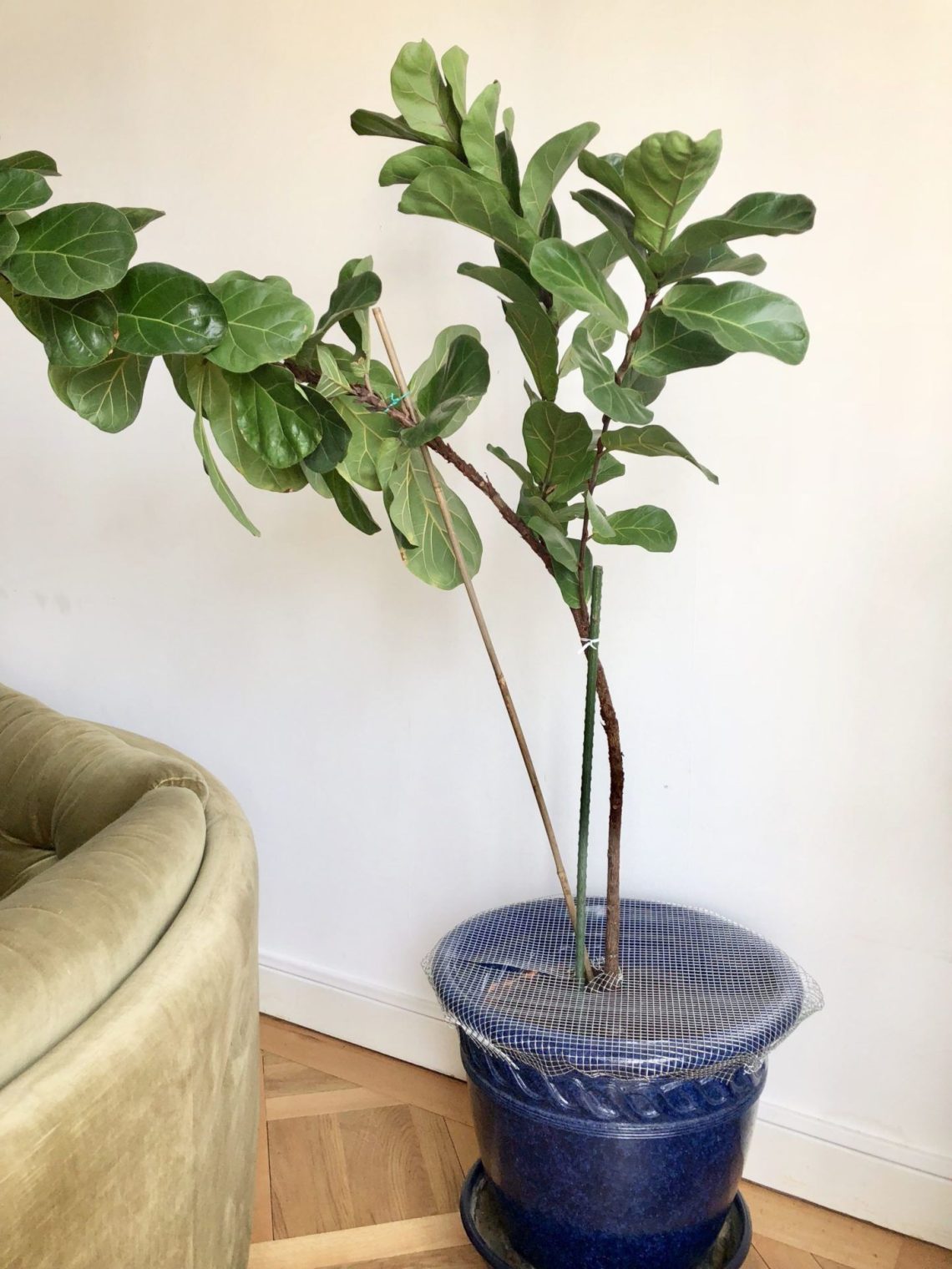 How to protect indoor plants from a cat?