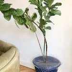 How to protect indoor plants from a cat?