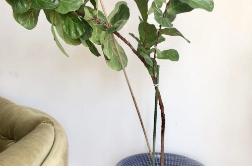 How to protect indoor plants from a cat?