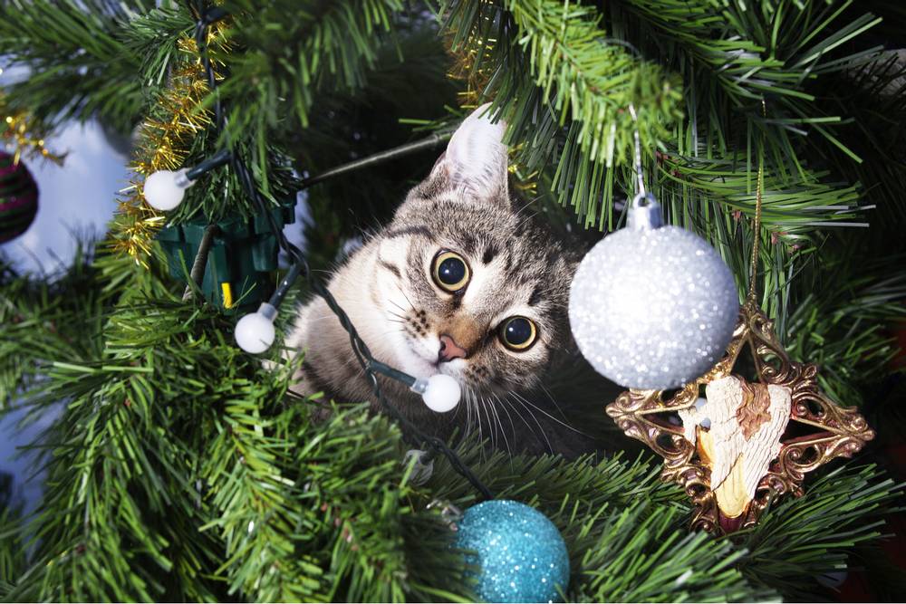 How to protect the Christmas tree from the cat and the cat from the Christmas tree?