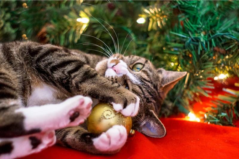 How to protect the Christmas tree from the cat and the cat from the Christmas tree?