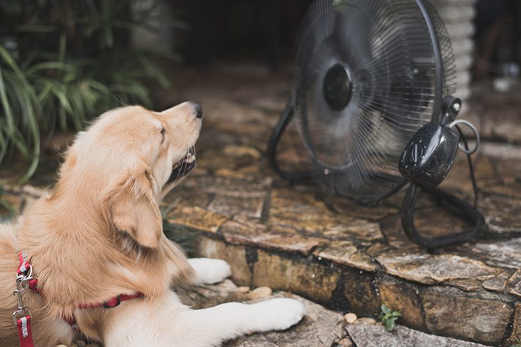 How to protect your dog from heat stroke