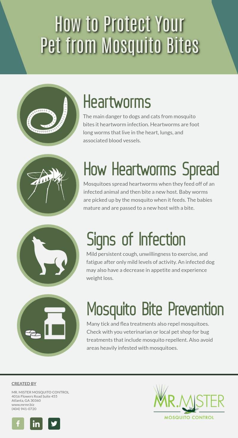 How to protect your dog from mosquitoes?