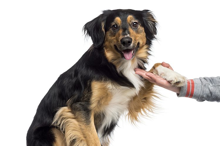 How to Protect Your Dogs Joints?