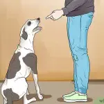 How to punish a puppy?