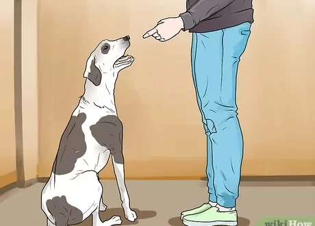 How to punish a puppy?