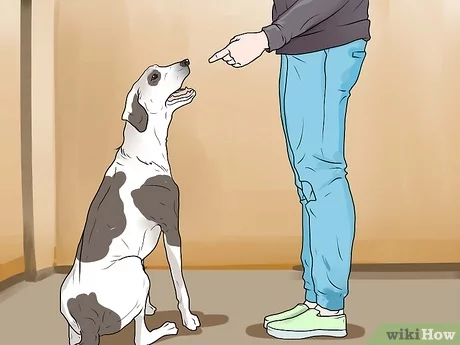 How to punish a puppy?