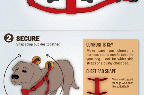 How to put a harness on a dog?